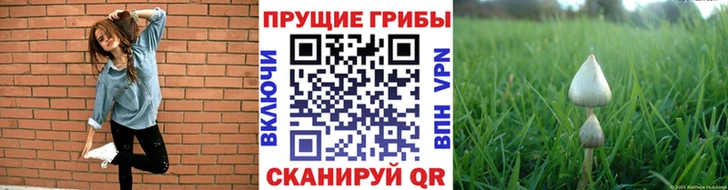 где купить Верхний Уфалей Псилоцибиновые грибы прущие грибы